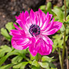 Anemone St Brigid Mixed