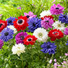 Anemone St Brigid Mixed