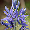 Camassia quamash