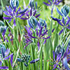 Camassia quamash