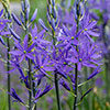 Camassia quamash