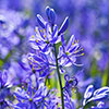 Camassia quamash