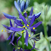 Camassia quamash