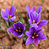 Saffron Crocus
