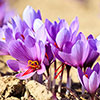 Saffron Crocus