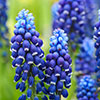 Muscari Joyce Spirit Muscari Joyce Spirit