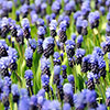 Muscari latifolium