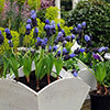 Muscari latifolium