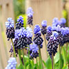 Muscari latifolium