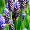 Muscari latifolium