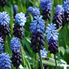 Muscari latifolium