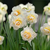 Narcissus Bridal Crown Narcissus Bridal Crown