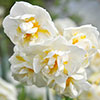 Narcissus Bridal Crown Narcissus Bridal Crown