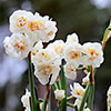 Narcissus Bridal Crown Narcissus Bridal Crown