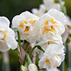 Narcissus Bridal Crown Narcissus Bridal Crown