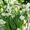 Narcissus Bridal Crown Narcissus Bridal Crown