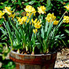 Narcissus Dutch Master Narcissus Dutch Master