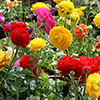 Mixed Colour Ranunculus