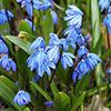 Scilla siberica