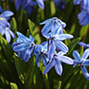 Scilla siberica
