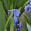Scilla siberica