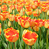 Tulip Banja Luka