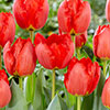 Tulip Crystal Beauty Tulip Crystal Beauty