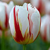 Tulip Happy Generation