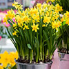 Early Flowering Naturalising Daffodil Mix