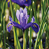 Iris Harmony Iris Harmony