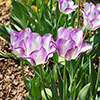 Tulip Shirley