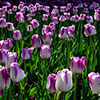 Tulip Shirley