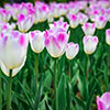 Tulip Shirley