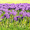 Allium Gladiator Allium Gladiator