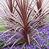 Cordyline australis Red Star