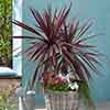 Cordyline australis Red Star
