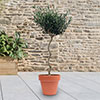 Spiral Stem Standard Olive Tree