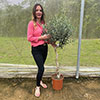 Spiral Stem Standard Olive Tree