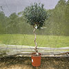 Spiral Stem Standard Olive Tree