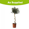 Spiral Stem Standard Olive Tree
