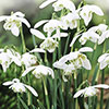 Double-Flowered Snowdrops In The Green