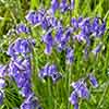 British Native Bluebells In the Green British Native Bluebells In the Green