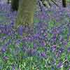 British Native Bluebells In the Green British Native Bluebells In the Green