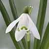 Single & Double Snowdrops In The Green Twinpack
