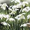 Single & Double Snowdrops In The Green Twinpack