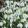 Single & Double Snowdrops In The Green Twinpack