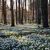Single & Double Snowdrops In The Green Twinpack