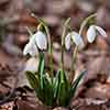 Single & Double Snowdrops In The Green Twinpack