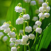 Lily of the Valley