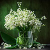 Lily of the Valley